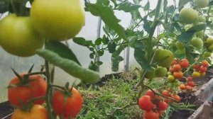 Кот не успел... Смастерила сетку)