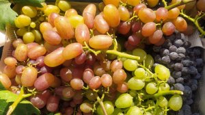 Срезаем столовые сорта винограда. Сезон 2025 завершён?