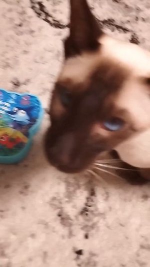 Симба знакомится с новой игрушкой.mp4