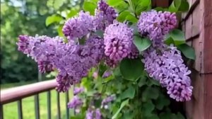 ДОБРОЕ УТРО! ПУСТЬ ОНО БУДЕТ КАК ПРАЗДНИК! МУЗЫКАЛЬНОЕ ПОЖЕЛАНИЕ