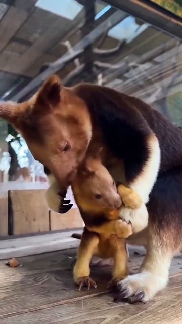 Кенгуру Гудфеллоу  — крупный древесный кенгуру, эндемик Новой Гвинеи. 
#животные #милота #малыш #топ