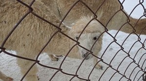 Альпаки.  Зооферма в поселке Висим