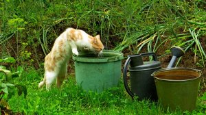 Полив грядок