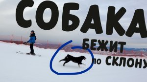 Собака бежит по горнолыжному склону. На лыжах за ней не угнаться:) Геш, янв 25