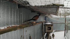 Вольер с фазанами. Агрессивный самец фазана обыкновенного охотничьего. Чем кормить фазанов.