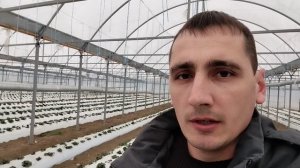 Подкормки и обработки земляники садовой (клубники) в начале вегетации