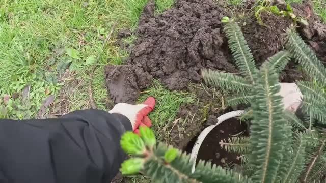 Жизнь вне орхидей- никогда не видел таких ЖИРНЫХ и наступил ЛУЧШИЙ день в доме на Юге для ЭТОГО