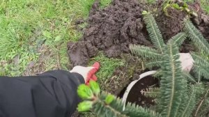 Жизнь вне орхидей- никогда не видел таких ЖИРНЫХ и наступил ЛУЧШИЙ день в доме на Юге для ЭТОГО