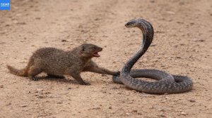Смертельная Схватка: Храбрый Мангуст Против Коварной Кобры!