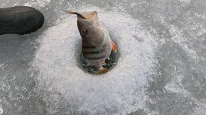 Донской Окунь на живца.