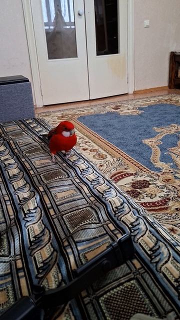 Он меня изучает.