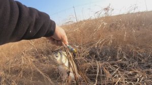 триплет карасей