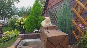 Готовлю цветник к зиме. Поделила дербенник.