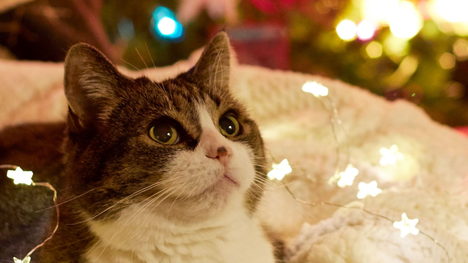 Я скачал вирус Bonzi и сравнил с кинито (Вилии)