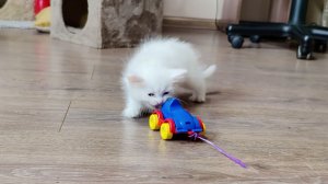 Котята играют радостно, как дети. Мама-кошка и её котята.