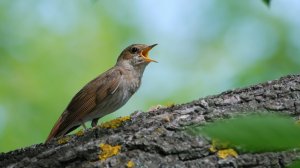 Успокаивающее пение соловья в дикой природе