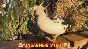 Забавные утки мускусные и пекинские на свободном выгуле со своими друзьями ч.(366) ❣️🤗😂