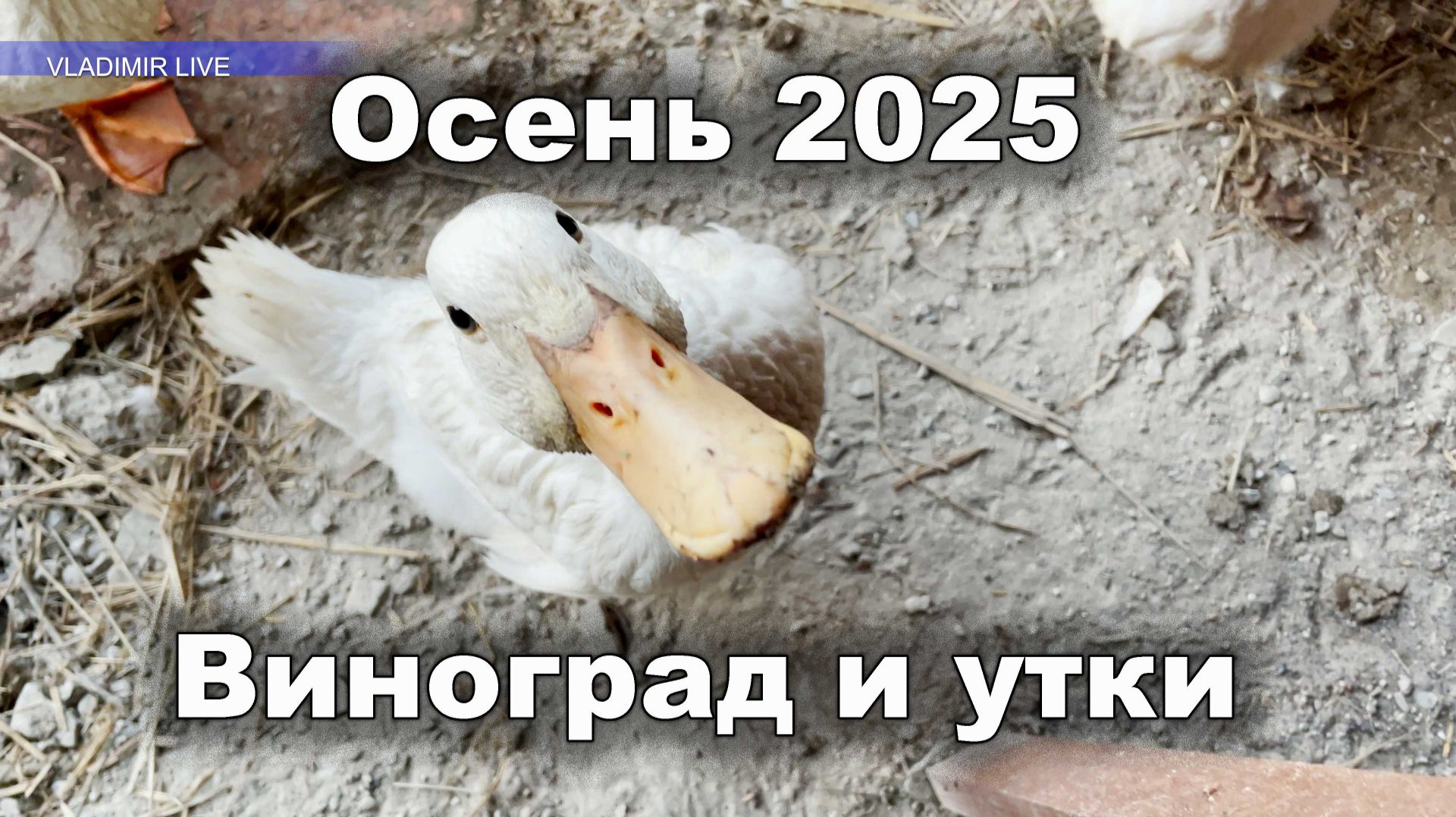 Осень 2025 виноград и утки
