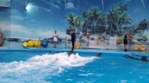 Дельфинарий Немо. Феодосия.