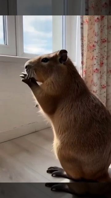 Песня капибары Каролины