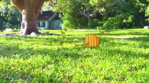 Ловим насекомых с Машей — как быть в безопасности