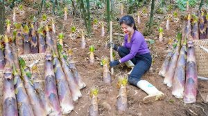 Нашла и собрала много побегов бамбука для продажи на сельском рынке. Нхат. Вьетнам