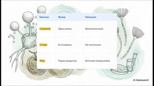 Биология 7 класс параграф 24 ПЛЕСНЕВЫЕ ГРИБЫ И ДРОЖЖИ краткий пересказ