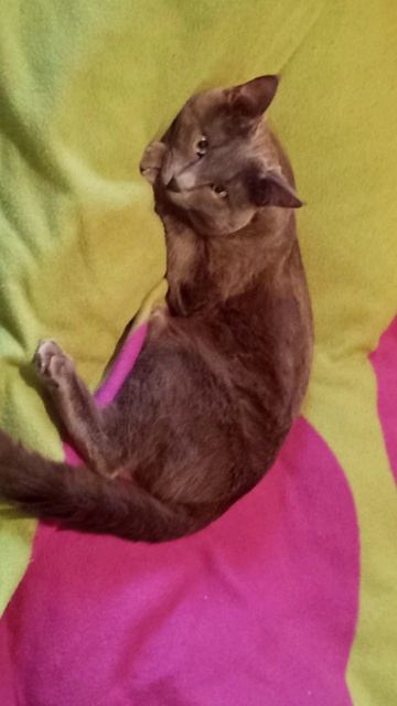 Кот Атос внимательно наблюдает! #shorts #котатос #животные #коты #наблюдательныйкот