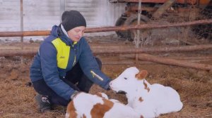 Фермер из Забайкалья хочет внедрить ИИ в процесс дойки коров