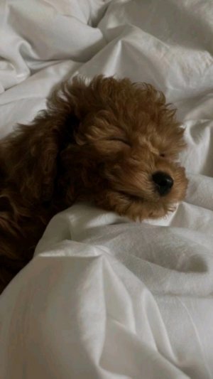 Экстренное оповещение