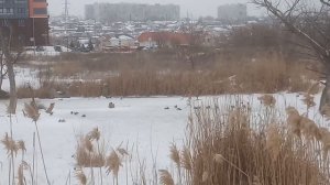 Утки прилетели, а у нас мороз. На застывшем пруду в Волгограде, 25.02.2026