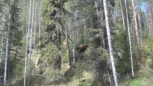 МЕДВЕДЬ бежал на меня СЗАДИ со СПИНЫ Я Встал РАЗДВИНУЛ ШИРОКО РУКИ Тайга Рыбалка Охота Сибирь