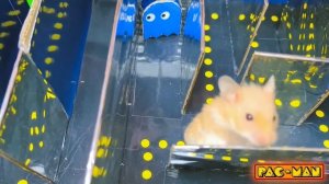 Забавные ситуации с хомяком в играх MineCraft, Angry Birds, Zombie Pacman, Super Mario