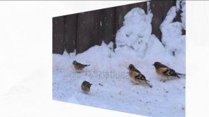 ВОТ НАЧАЛАСЬ ВЕСНА!