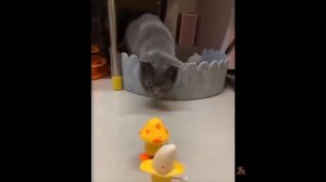 ДНК+(смотреть+со+звуком!)