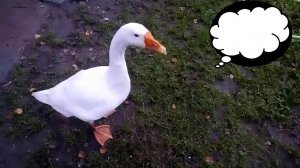 Гусь и ночное привидение