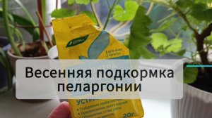 Весенняя подкормка пеларгонии