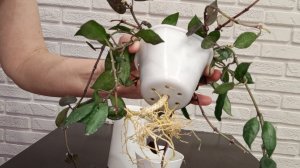 Пересадка хойи Krohniana Black Leaves