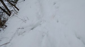 Иду вдоль реки Пахра, среди талого снега - (2)