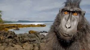 Про глупую обезьяну, которая зарабатывала деньги на умных :-)