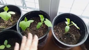 дикий зоопарк за окном во вторник