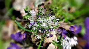 Видеофоны! Видеофон Подснежники 14! Футаж от Киностудии Мудрого Кота Тимофея!