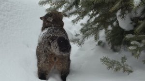 ДНЕВНИК лесного кота Барсика 03-03-2026, часть 2