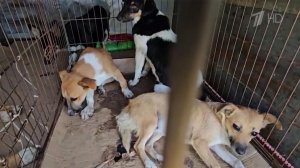 Волонтеры со всей страны едут в зону СВО ради десятков тысяч животных, оставшихся без хозяев.