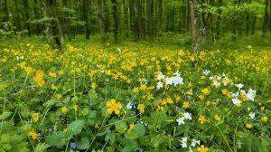 Весенний лес 🌿🌸 Пение/щебетание птиц — Расслабляющее видео и звуки природы.