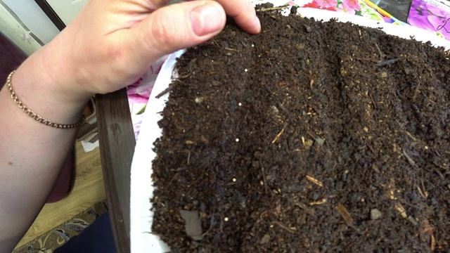 Посев петунии. Нюансы