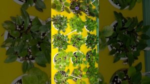 Фиалки в домашних условиях.