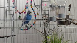 Говорящий попугайчик (недавно начал говорить)