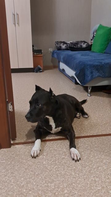 Ладушка моя