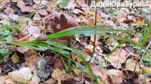 Белые нас победили.....осень 2025.